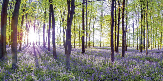 BLUE BELLS & SUNRISE