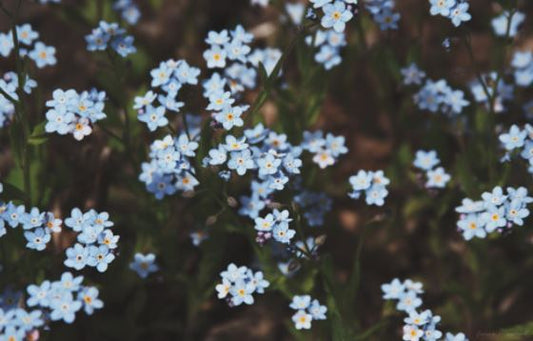 FORGET ME NOTS I