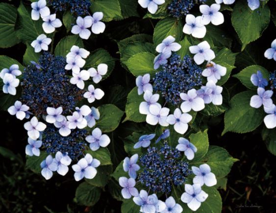 HYDRANGEAS OPENING