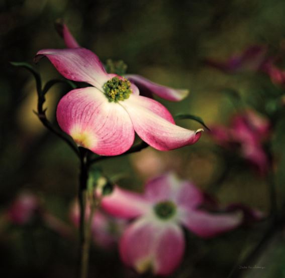 PINK DOGWOOD II