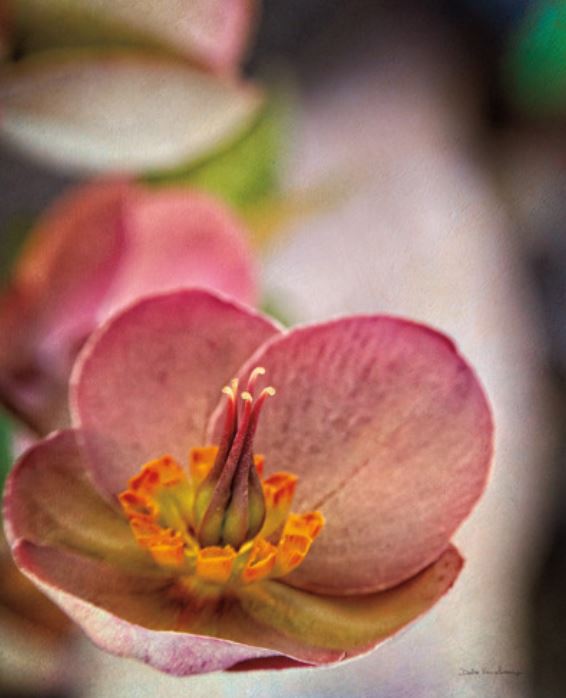 LENTON ROSE III