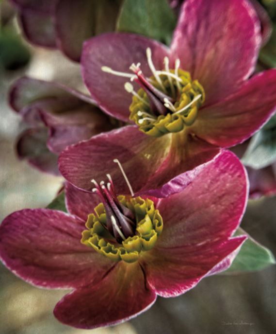 LENTON ROSE V