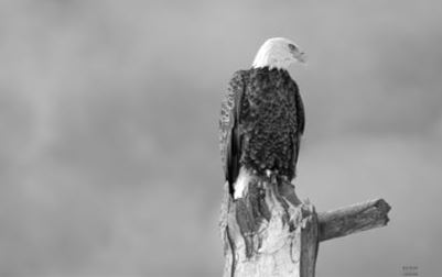 EAGLE PERCH BW