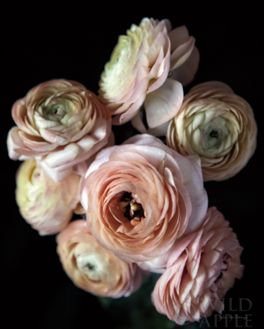 RANUNCULUS