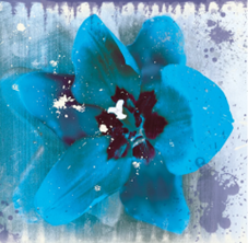 TULIP FRESCO BLUE