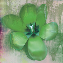 TULIP FRESCO GREEN