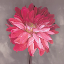 PINK ZINIA