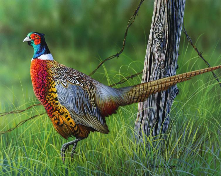 LOOKING BACK-PHEASANT