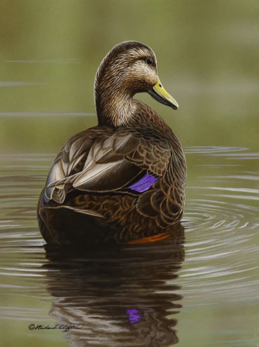 AT REST- BLACK DUCK