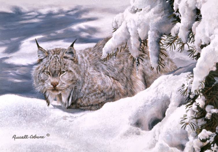 WINTER LYNX