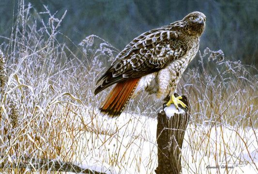 REDTAIL