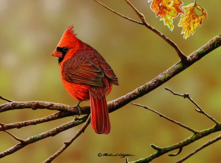 AUTUMN CARDINAL