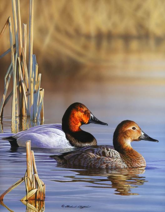 CANVASBACKS