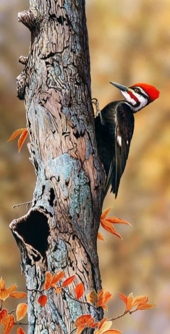 PILEATED WOODPECKER