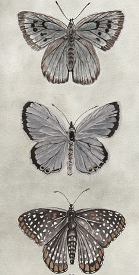 ANTIQUE  BUTTERFLIES I