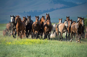 MONTANA THUNDER