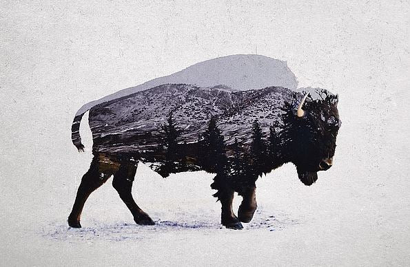 THE AMERICAN BISON