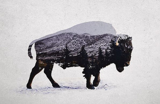 THE AMERICAN BISON