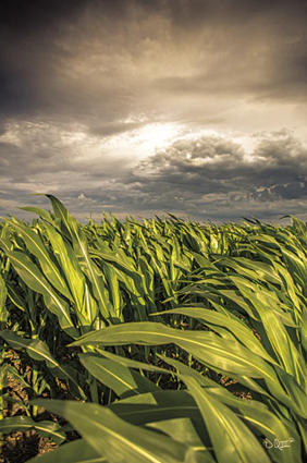 FIELD OF CORN