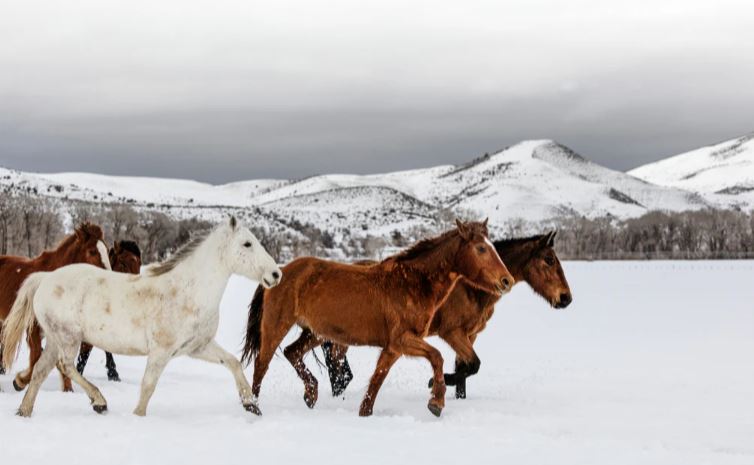 WILD AND DOMESTICATED HORSES