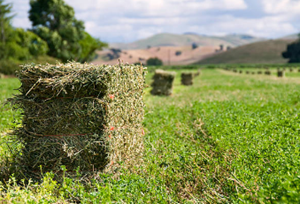 SUMMER HAY