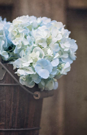 FARMHOUSE HYDRANGEAS