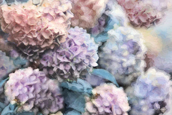 HYDRANGEAS ABSTRACT