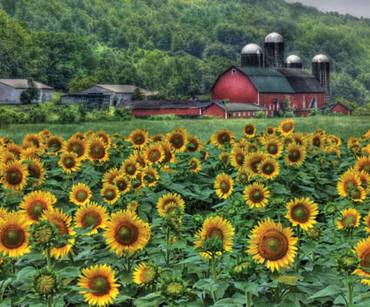 SUNFLOWER FARM