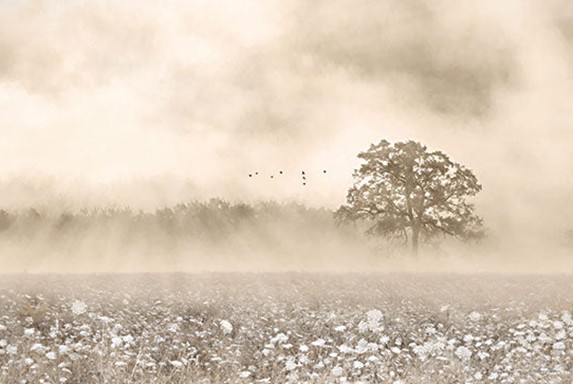 FOGGY WILDFLOWER FIELD