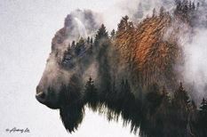 BISON IN FOG