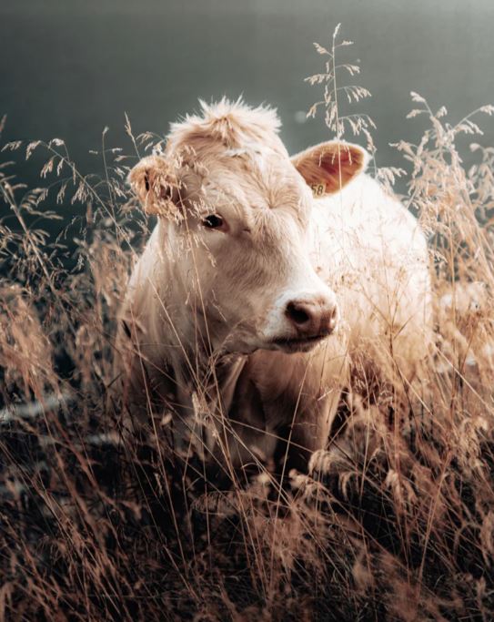 AUTUMN COW IN TALL GRASS