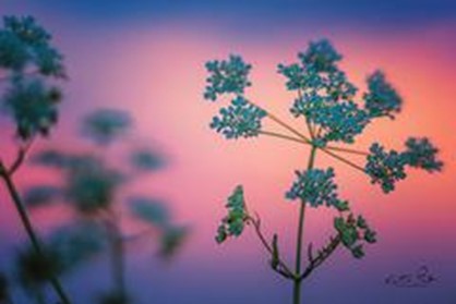 COW PARSLEY