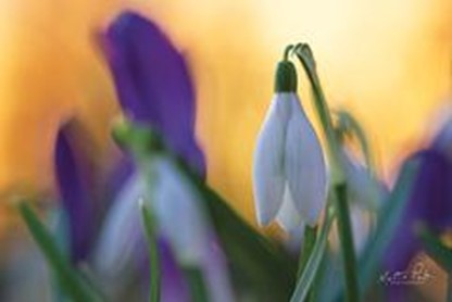 SNOWDROP AT SUNSET