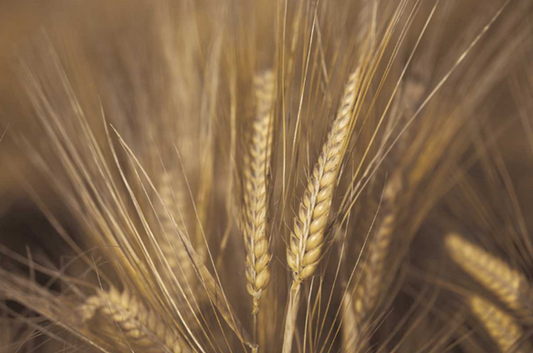 WHEAT FIELD