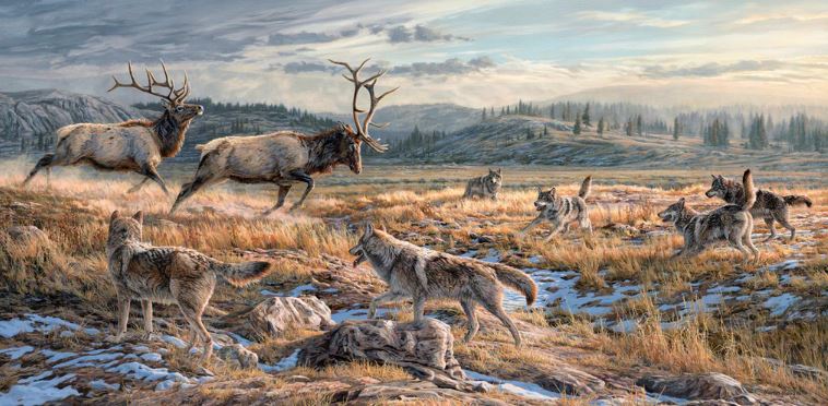 ANTLERS DOWN (GRAY WOLVES & AMERICAN ELK)