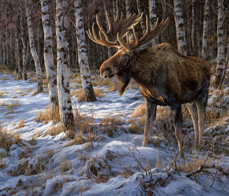 EMERGING FROM THE SHADOWS(BULL MOOSE)