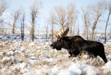 Majestic Moose in Snow – Christmas Wall Art