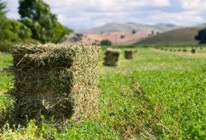 Summer Hay – Western Wall Art