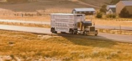 Cattle Truck II – Western Wall Art