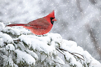 Winter Cardinal – Christmas Wall Art