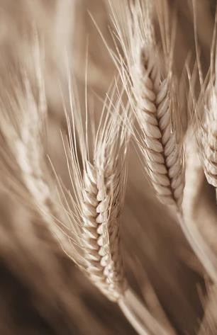Beige Wheat – Western Wall Art