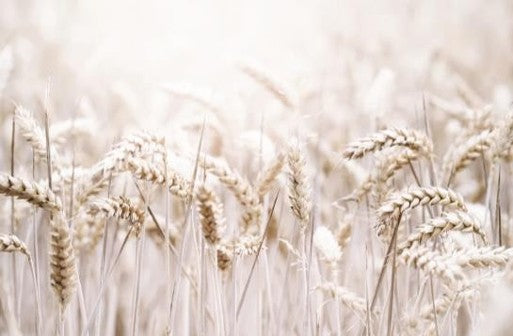 Golden Wheat – Western Wall Art