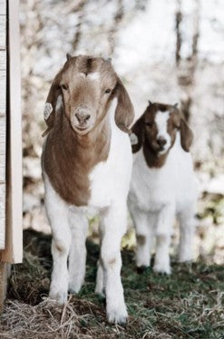 Two Baby Goats – Western Wall Art