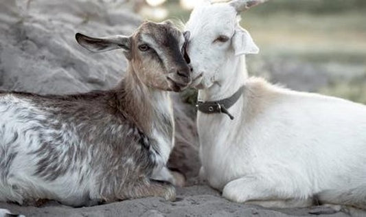 Snuggling Goats – Western Wall Art