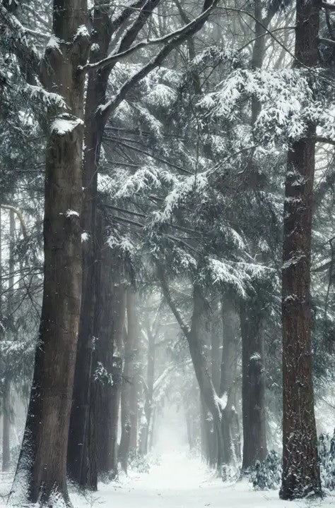 Snowmageddon – Christmas Wall Art