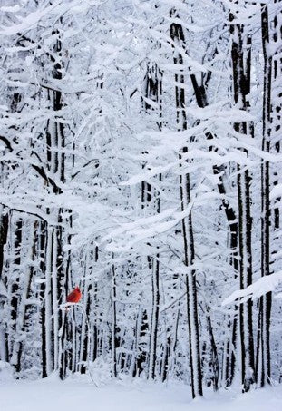 Red Cardinal bird sitting on a tree in a snowy forest