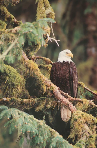 Guardian of Freedom - Patriotic Wall Art