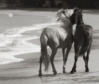 YOUNG MUSTANGS ON THE BEACH