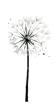 DANDELION