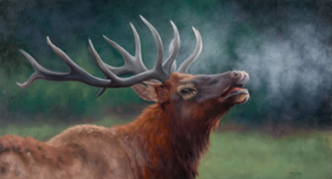 BUGLING ELK